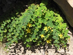 Hypericum nummularium
