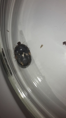 Parasitiformes