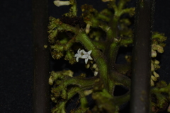 Palicourea reticulata