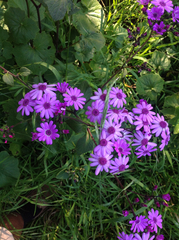 Pericallis × hybrida