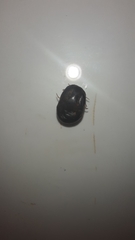 Parasitiformes