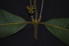 Palicourea reticulata
