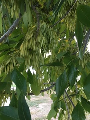 Fraxinus americana
