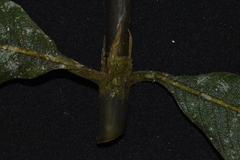 Palicourea reticulata