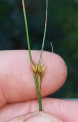 Rhynchospora gracilenta