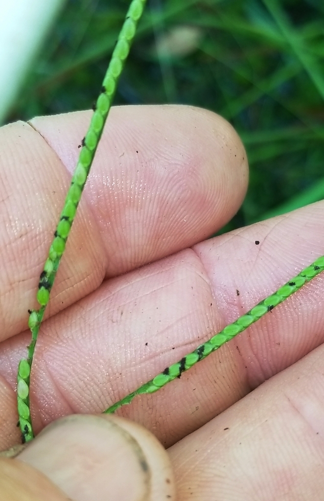Paspalum minus
