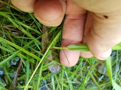 Paspalum minus