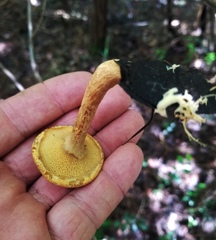 Suillus decipiens