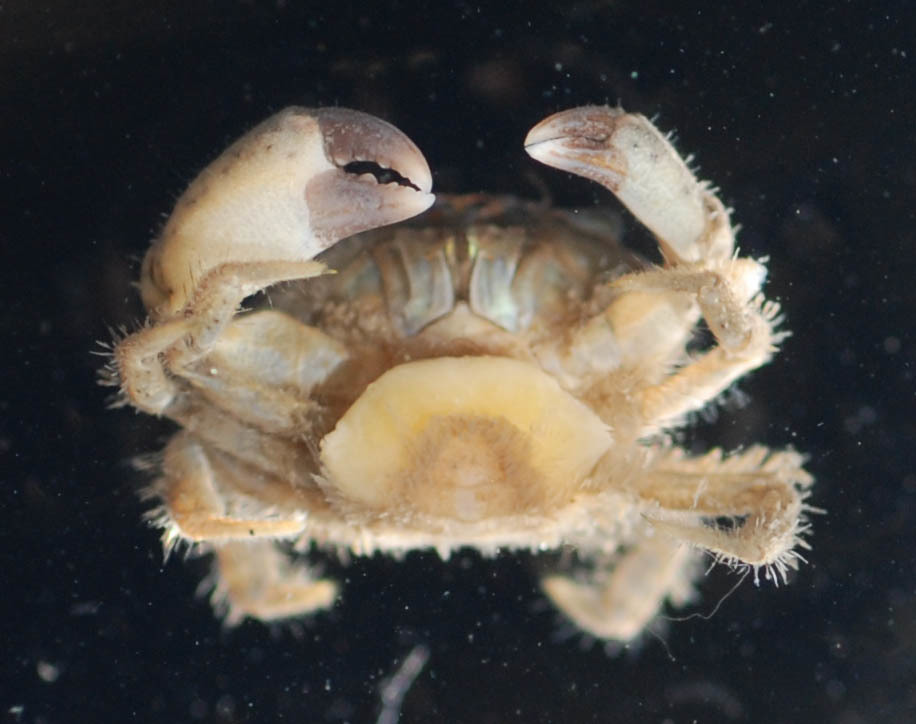 flatback mud crab