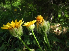 Crepis pyrenaica
