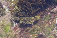 Sargassum incisifolium