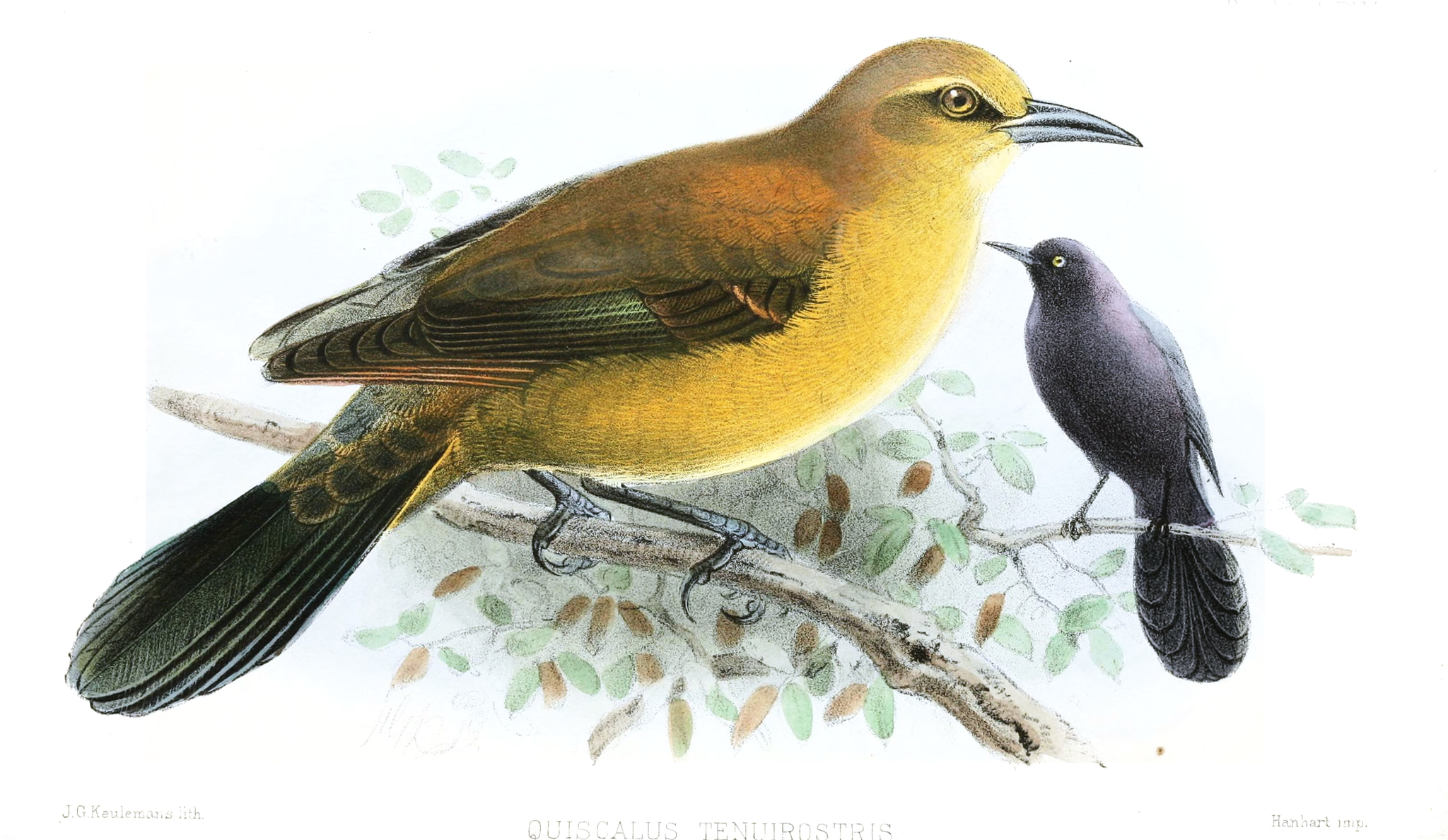Slender-billed Grackle illustration