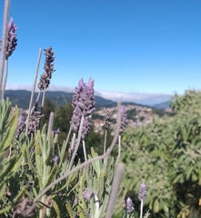Lavandula