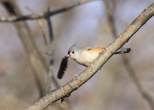 Tufted Titmouse, photo 10 of 10