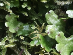 Marchantia foliacea