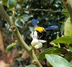 Xylocopa calens