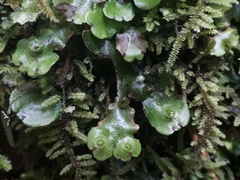Marchantia foliacea