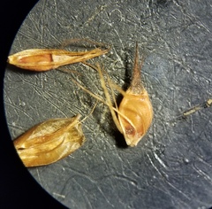 Rhynchospora gracilenta