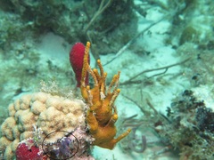 Clavelina puertosecensis