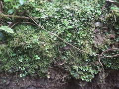 Marchantia foliacea