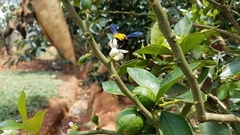 Xylocopa calens