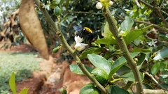Xylocopa calens