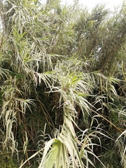 Arundo donax versicolor
