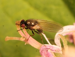 Calliopum simillimum