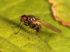 Calliopum simillimum