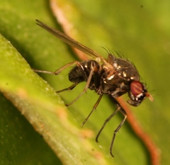 Calliopum simillimum