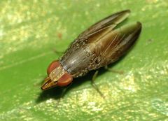 Cephaloconus tenebrosus