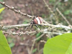 Largus balteatus