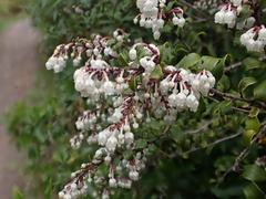 Gaultheria paniculata