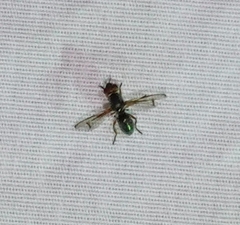 Senopterina caerulescens