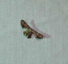 Antiplecta triangularis