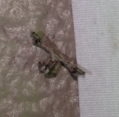 Antiplecta triangularis