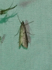 Blepharomastix haedulalis