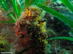 Pycnoclavella