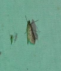 Blepharomastix haedulalis