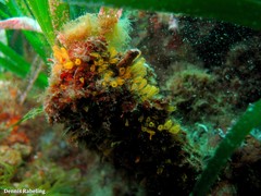 Pycnoclavella
