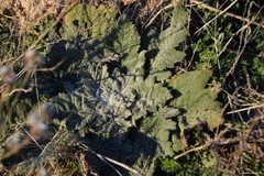 Salvia aethiopis