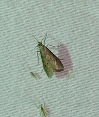 Blepharomastix haedulalis