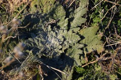 Salvia aethiopis