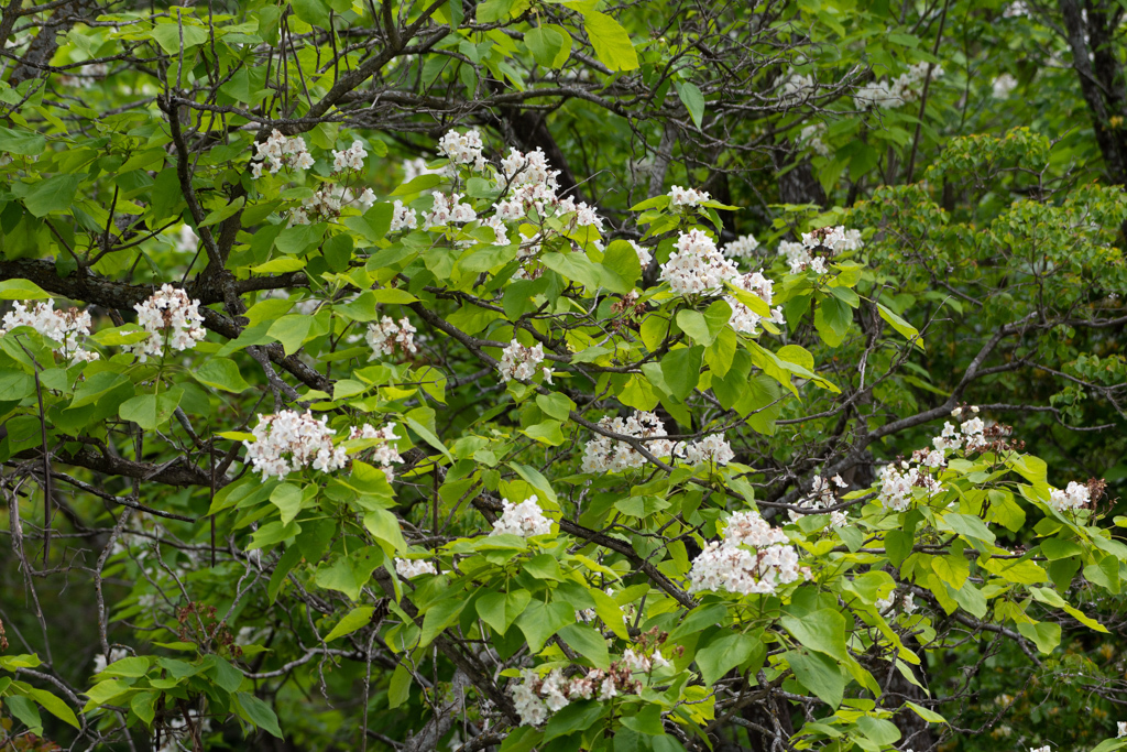 southern catalpa Catalpa bignonioides iNaturalist