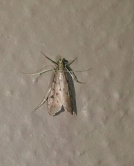 Blepharomastix haedulalis