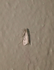 Blepharomastix haedulalis