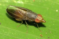 Cephaloconus tenebrosus