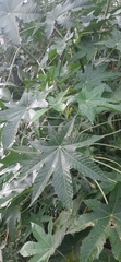 Ricinus communis