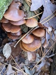 Galerina marginata