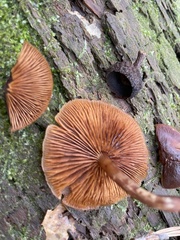 Galerina marginata